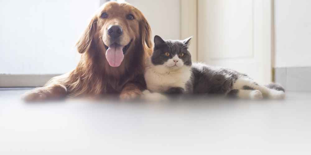 Furever Loved